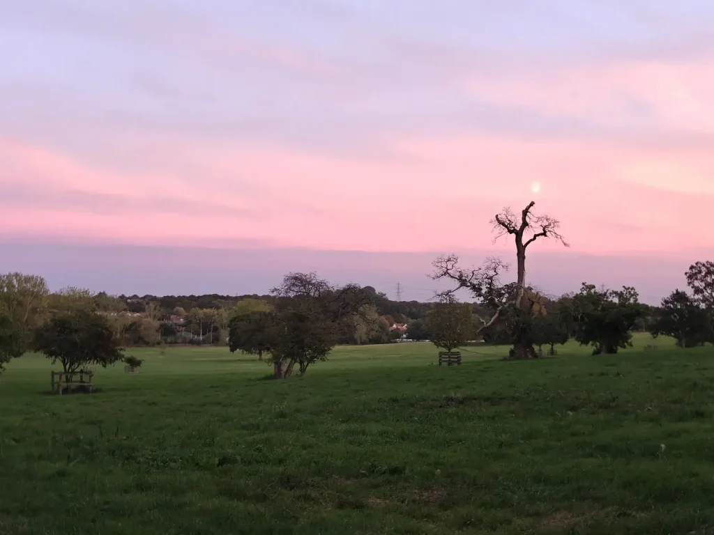 A pink and lilac sunset over open parkland dotted with trees, with a tall bare tree silhouetted against the sky.